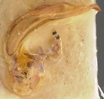 Media type: image;   Entomology 33031 Aspect: genitalia
